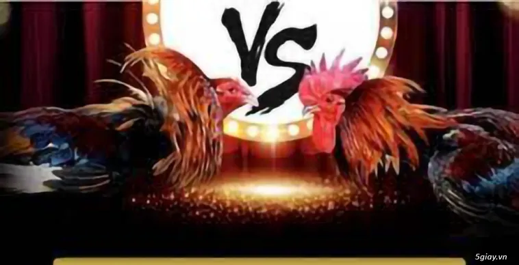 Đá Gà K8CC Thu Hút Hàng Ngàn Sư Kê Tham Gia Trận Đấu Kịch Tính