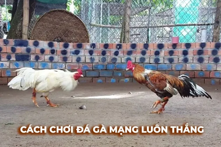 Hướng Dẫn Cách Chơi Đá Gà Sabong Tại K8CC Cho Người Mới Tham Gia