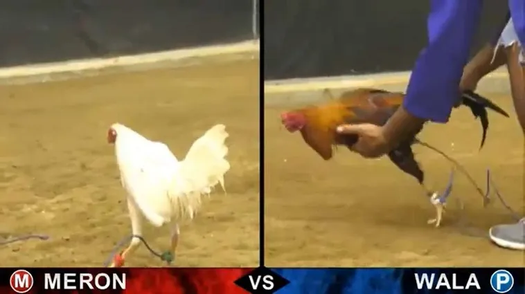 Hướng Dẫn Cách Chơi Đá Gà Sabong Tại K8CC Cho Người Mới Tham Gia